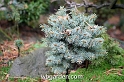 wbgarden dwarf conifers 46